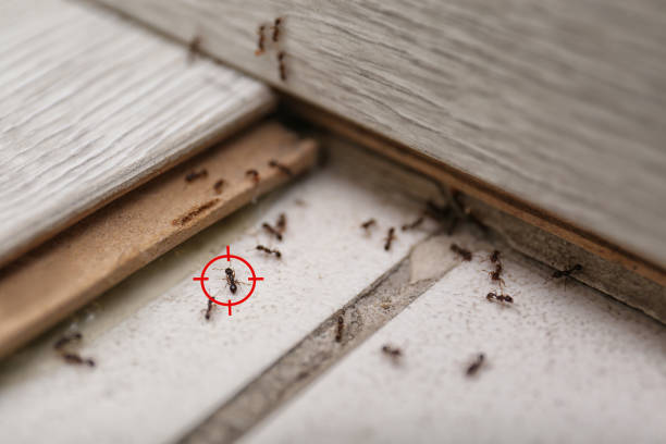 Best Flea Control Services  in Marysville, OH